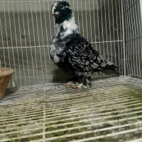 کبوتر بلاندنیت نر