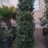 گیاه یاس