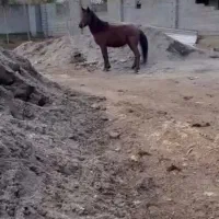 کره اسب کرد|اسب و تجهیزات اسب‌سواری|بابکان, |دیوار