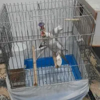 یک جفت عروس هلندی با ۴ عدد جوجه