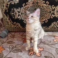 گربه رایگان|گربه|سبزوار, توحیدشهر|دیوار