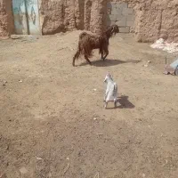 ۲عدد بز زاییده جوان