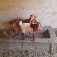 بز نیدی همراه بچه اش نر