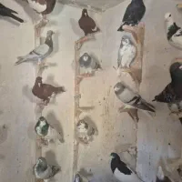 کبوترشهری وپلاکی