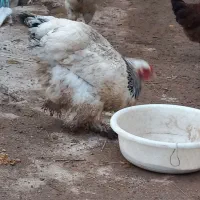 خروس|حیوانات مزرعه|صوفیان, |دیوار