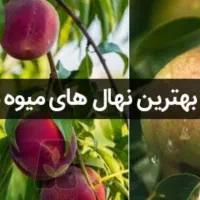 خدمات کشت هر نمونه نهال در خانه شما حتی ادارات