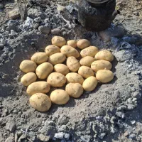 سیب زمینی ج|عمده‌فروشی|دیواندره, |دیوار