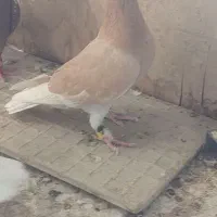 غوره ای زرده ماده