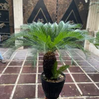 گل و گیاهان طبیعی|گل و گیاه طبیعی|قم, سالاریه|دیوار