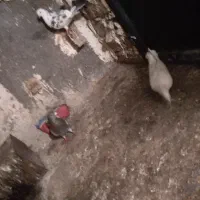 کفتر پرشی|پرنده|مشهد, محمدآباد|دیوار