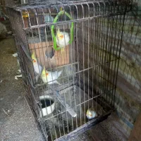 طوطی عروس|پرنده|رشت, گیل|دیوار