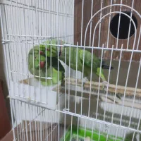 طوطی ملنگو مولد