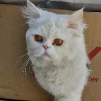 دو گربه ناز