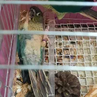 گرینچیک و عروس هلندی پرورش سالنی|پرنده|ماکو, |دیوار