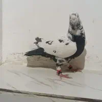 چهار عدد کبوتر