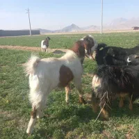 فروش کهره  پازن چپش دوبرو