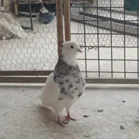 دو ماده طوقی