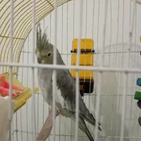 عروس هلندی|پرنده|بیجار, |دیوار