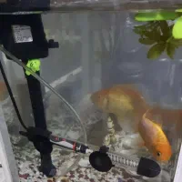 آکواریوم همراه با ماهیاش|ماهی|بوشهر, |دیوار