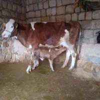 گوساله و گاو