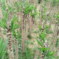 یوکا پایدار|گل و گیاه طبیعی|بابل, |دیوار