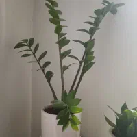 گل  طبیعی زامیفولیا و سانسوریا