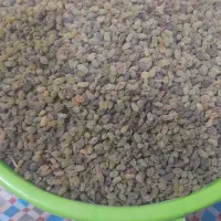 کشمش سبز سایه خشک