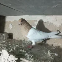 یک عدد گرفتنی