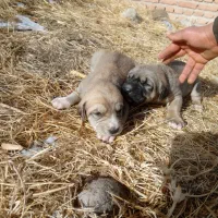 واگذاری توله سگ دورگه عراقی سرابی تضمینی|سگ|مراغه, |دیوار