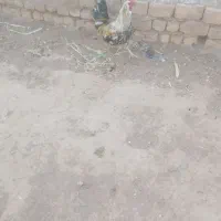 خروس گلین|حیوانات مزرعه|قم, بکایی|دیوار