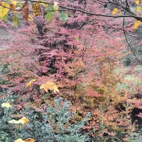 فروش سیم کارت بی نظیر برای تبلیغات و بیلبورد