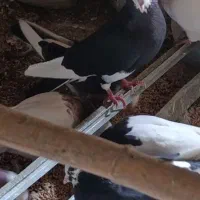 نرماده البغ سیاه|پرنده|کاشان, مفتح|دیوار