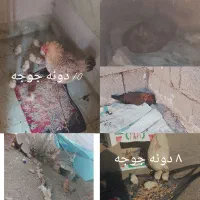 ۶ تا مرغ محلی سالم تخم گذار با خروس لنده هستم