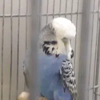 مرغ عشق انگلیسی