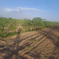 زمین پسته ای راین فیض اباد|فروش دفتر صنعتی، کشاورزی، تجاری|راین, |دیوار