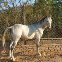 اسب نریان ترکمن|اسب و تجهیزات اسبسواری|کهریزک, |دیوار