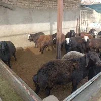 17رس بره نره قزل افشار جفتی 90تا100کیلو فقد نقدهست|حیوانات مزرعه|جوادآباد, |دیوار