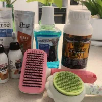 لوازم جانبی گربه|گربه|بومهن, |دیوار