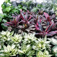 گل کادویی آپارتمان ، گلدان سرامیکی و خاک برگ