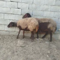 مش بره|حیوانات مزرعه|اصفهان, دستگرده|دیوار