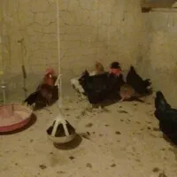 فروش مرغ و خروس|پرنده|قهستان, |دیوار