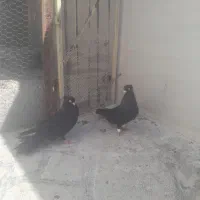 کبوتر صرب|پرنده|باغ ملک, |دیوار