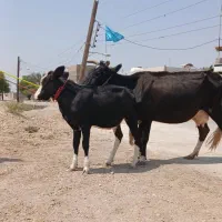 گاو جرسی با گوساله المانی اصل ۱۰کیلو شیر|حیوانات مزرعه|اهواز, اهواز|دیوار