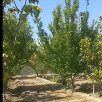 4دیواری باتمام امکانات/گاز تا درب پلاک فقط230|فروش زمین و ملک کلنگی|اصفهان, ردان|دیوار