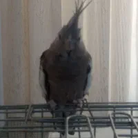 طوطی عروس هلندی با قفس