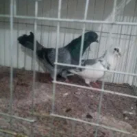 چند جفت کفتر ناب|پرنده|پارس‌آباد, |دیوار