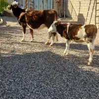 گاو و گوساله