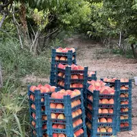 باغ ۲۰۰۰ متری درحاشیه جاده روستای بیار ، آشخانه|فروش زمین و ملک کلنگی|آشخانه, |دیوار