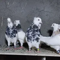 طوقی هفت رنگ عتیغه|پرنده|هامون, |دیوار