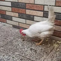 دوعددخروس|حیوانات مزرعه|قم, ولیعصر|دیوار